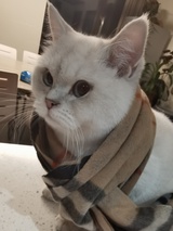 大福