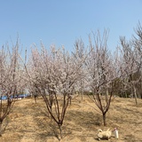 hzq