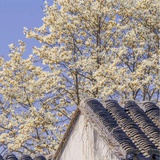 月明清