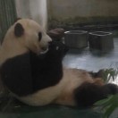 豆友ivmdiSARG8