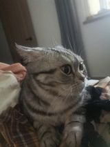 鲜柠椰椰