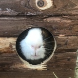 补锅侠