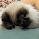 木文