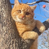 杰杰