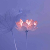 翠花forget