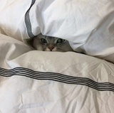 胡不思