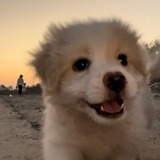 罹梦飞船