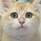 鸢白
