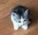 扯梨子