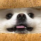 豆友KJQVMWPZWc