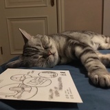 LizzieLI