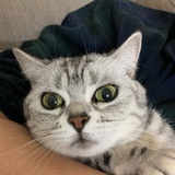 豆豆