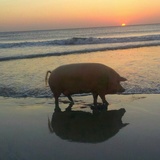 海兰术