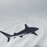 i海伦