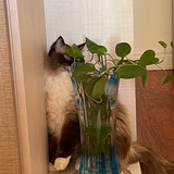 余巳日