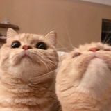 🐱