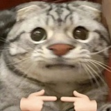 猫肆
