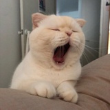 一只懒猫