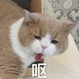 白爷