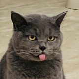 成大龙