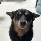 Migomilo
