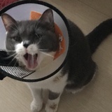 孤独孤独的鱼