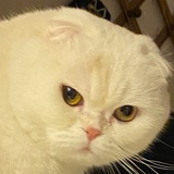 于子酱