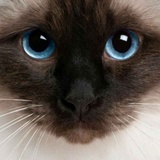 扁猫