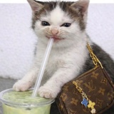 《相猫经》作者