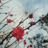 榴芒时光