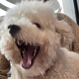 Tumi