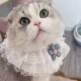 抱抱小老鼠