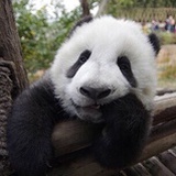 直拉