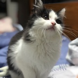 是小新啊
