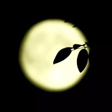 散散的