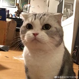 菜菜籽
