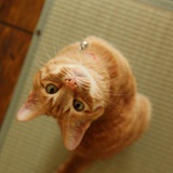 喜欢喝茶的cat
