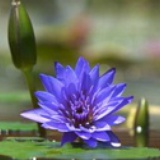 bluelotus