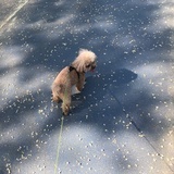 molly
