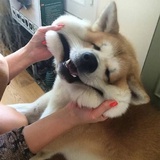 黎说，
