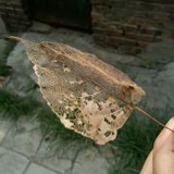 李文