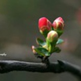 刺猬宝贝疙瘩汤
