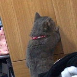天凉好个秋