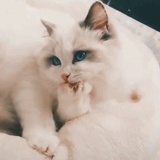 小爱酱