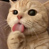 汪汪