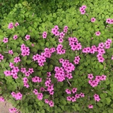 大大