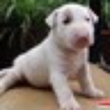 Romeo