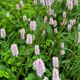 Cher
