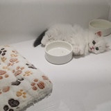 爱看电影的小鬼