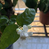 玉落樟溪河